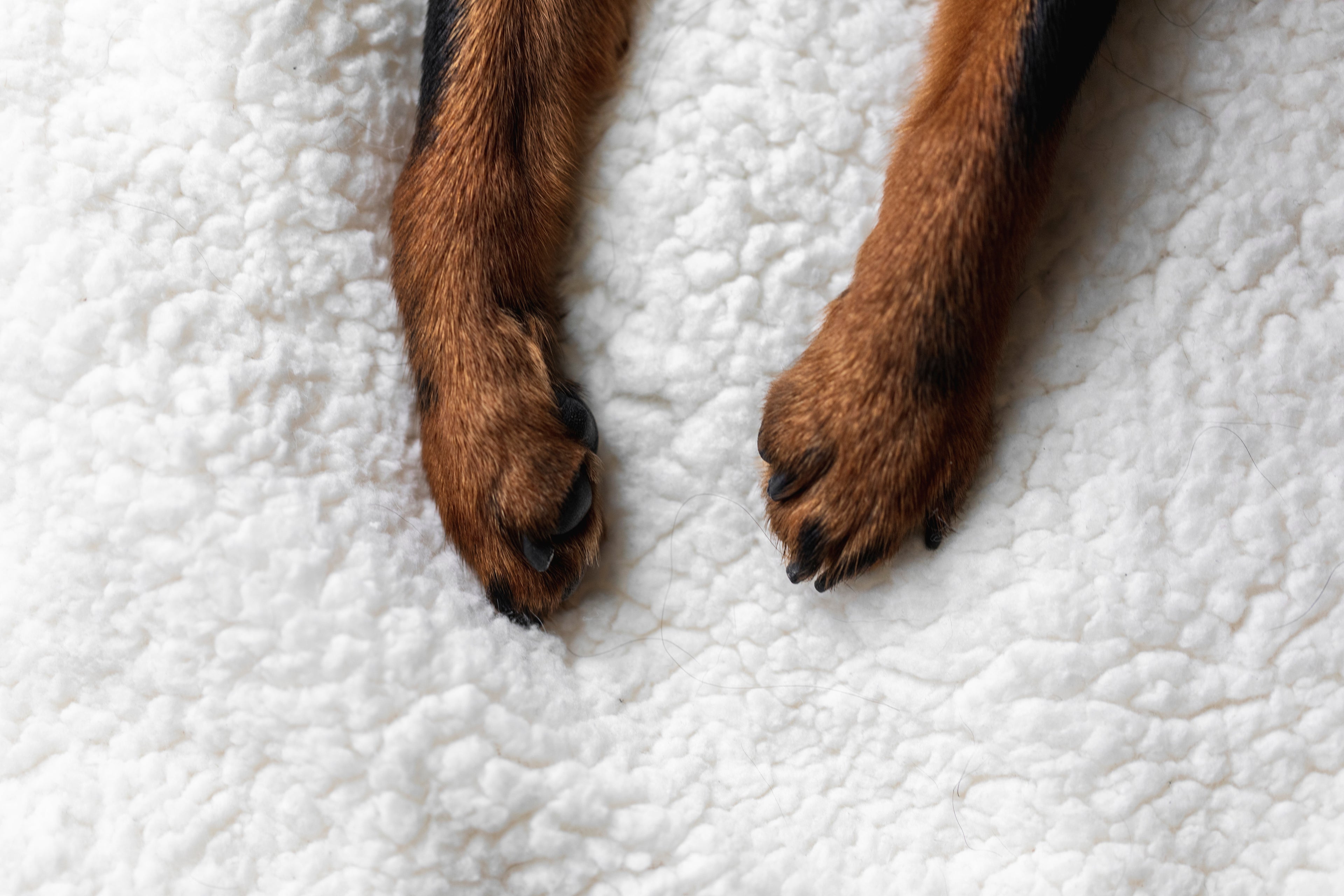 dog's paws on a rug